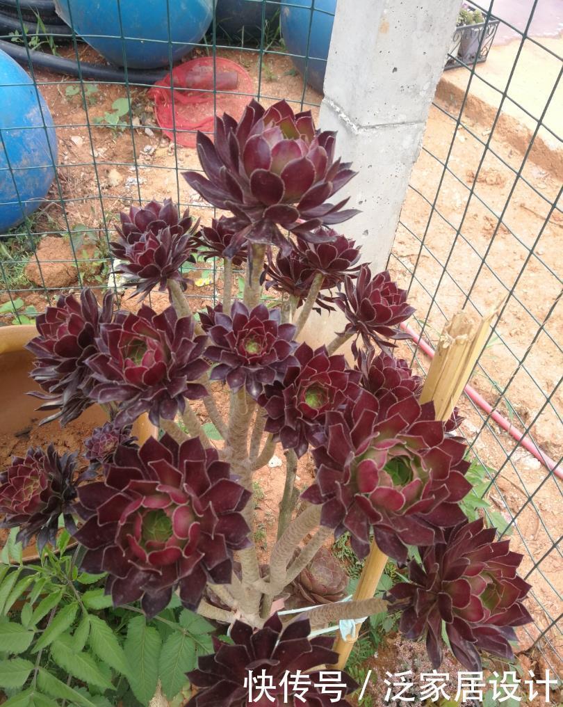 多肉|夏天温度高,不要给这“三多肉”喷水,否则易黑腐,直接化成水