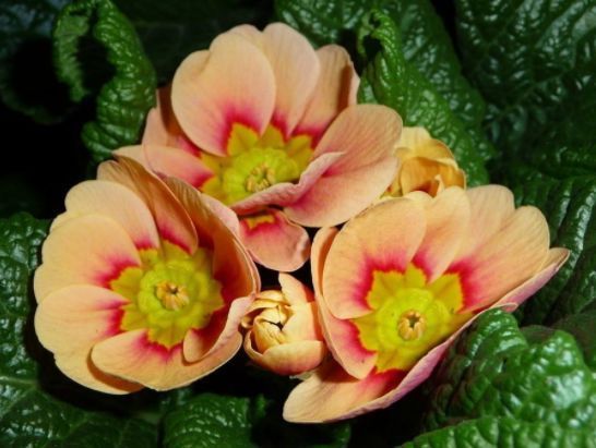 4种花适合春天养,招财进宝添福运,看起来绿绿的,很漂亮