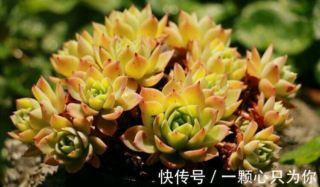 多肉三色堇怎么养,做好这三点,在阳台也能养得清丽动人美轮美奂