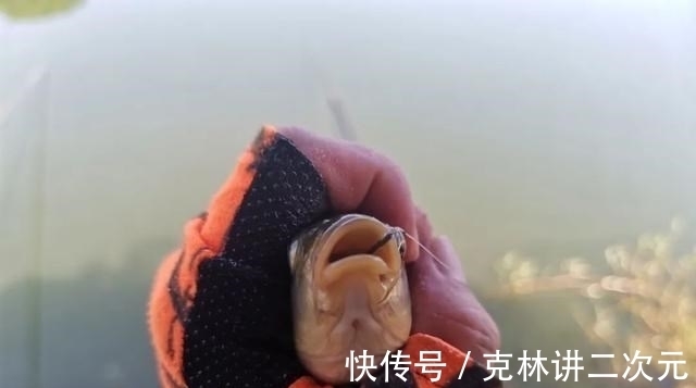 饵料|酒米打窝能诱鲤鱼吗？喜欢钓鲤鱼的注意，窝料可别选错了！