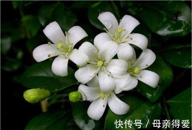 陈阿姨养七里香,加一点自制肥料,四季常青,花期开满一盆