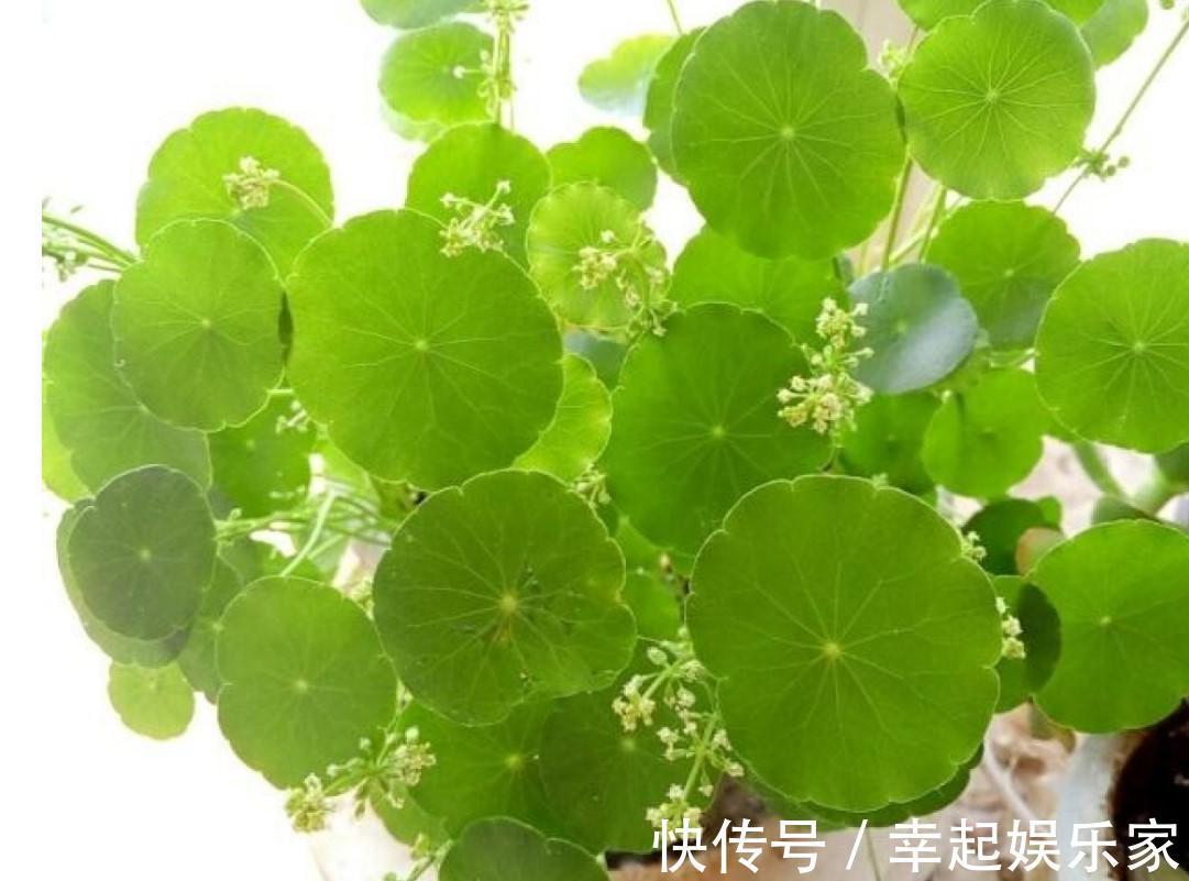 养草杀手都养不死的铜钱草,随手就能养好,分分钟霸满一池塘!