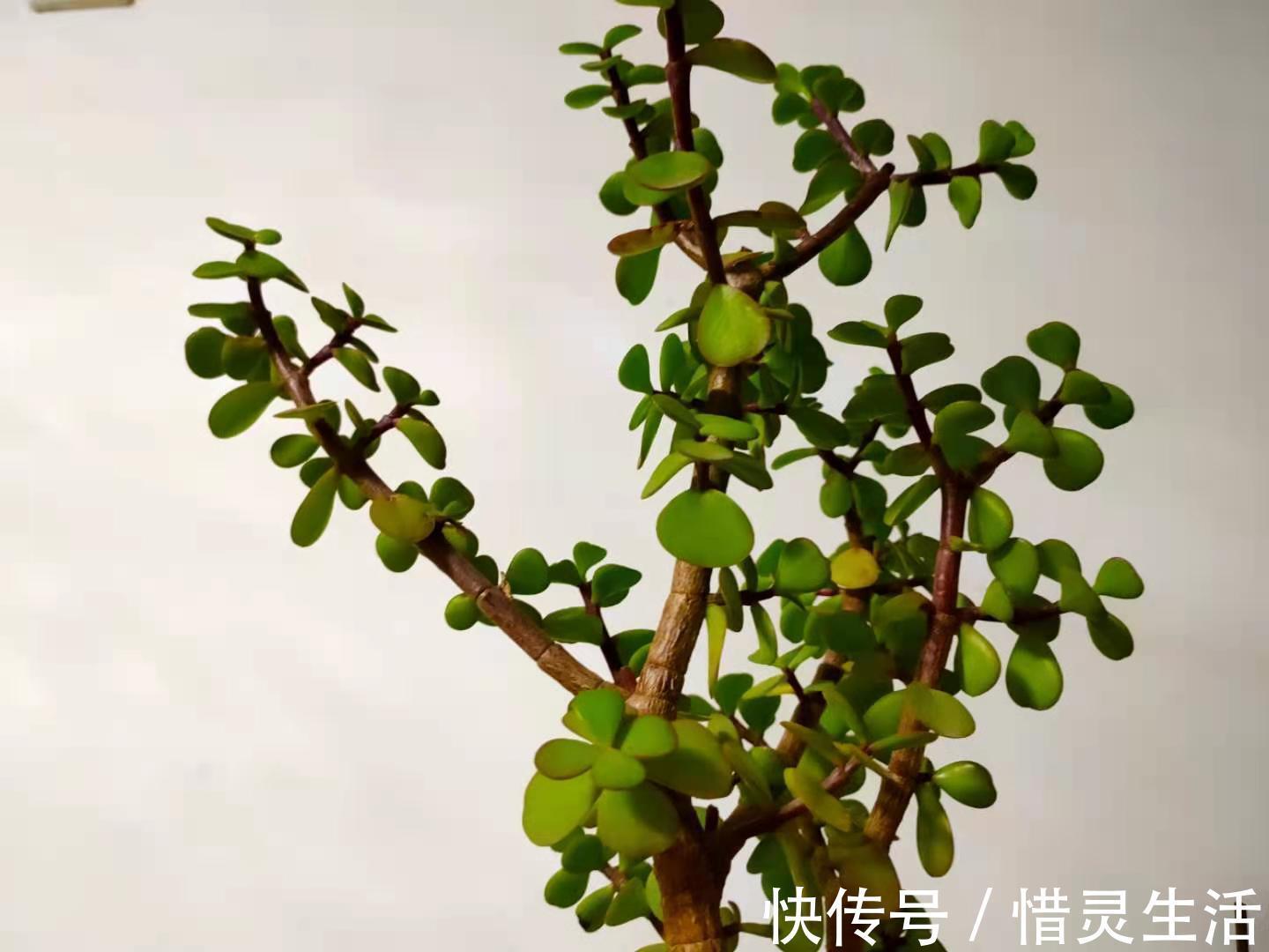 养护金枝玉叶,掌握2个小技巧,叶片翠绿,枝干粗壮