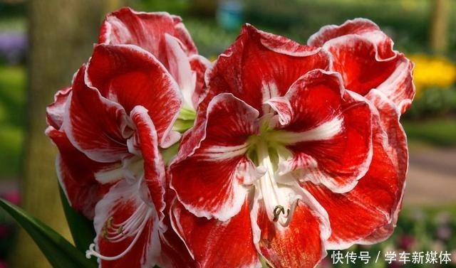 这4种花适合现在种,种下随便养两个月,就开花爆盆!