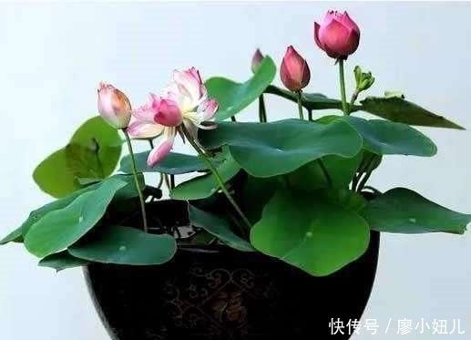 阳台盆栽荷花，只要1个盆，两个月就能长成超美的荷花盆栽