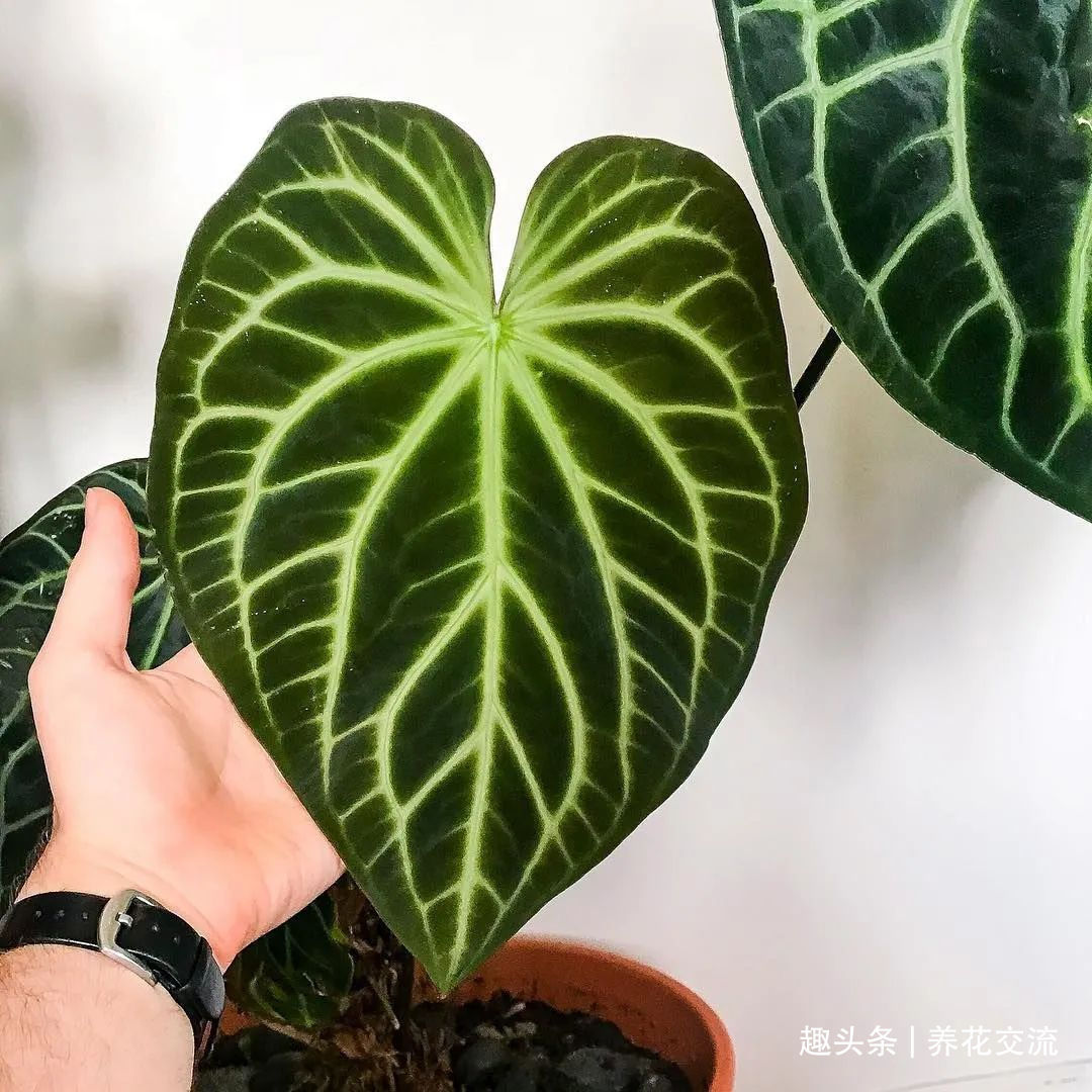 红掌和火鹤花是同一种植物花朵为啥会变绿，如何让它复花