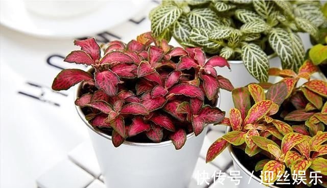 她家从不养绿萝,就养4种“颜值花”,叶子比花还好看