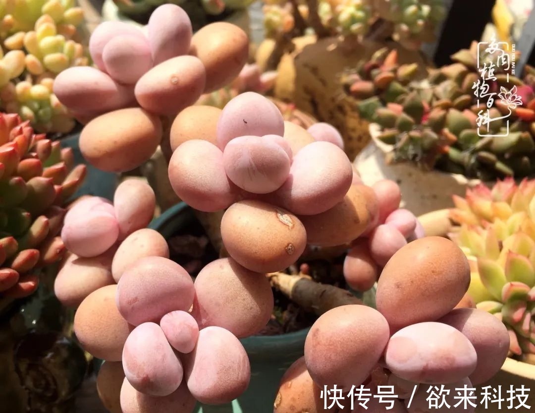 柴米油盐的日子,养几盆多肉吧,为生活添几抹色彩!