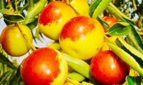 营养物质|女性不想变老，不妨多吃三种物，滋养肌肤排毒养颜，早吃早好