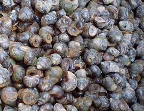 老话说“黄鳝不吃头，田螺不吃尾”，为何不能吃？老一辈透露实情