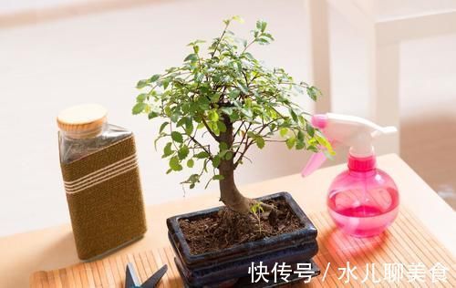 养桩不光要养活,枝条长粗才重要,6个技巧要掌握好,施肥长得快