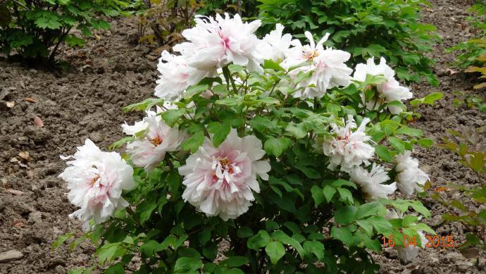 喜欢菊花，就养盆“牡丹珍品”雪映桃花，花开富贵，国色天香，美