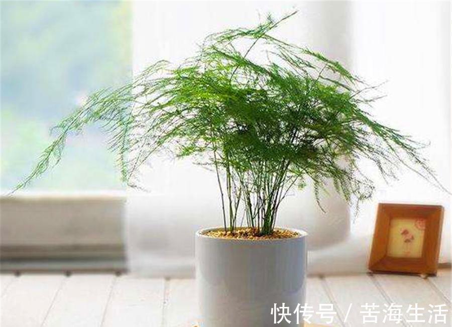 烂根|文竹有“3怕”,难怪叶子发黄还烂根,学会了四季常青,枝繁叶茂