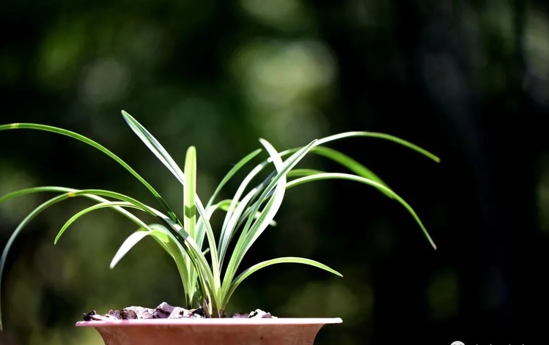 矿泉水|夏天兰花不好养？这4个坑不要再踩了，新手兰友都做过