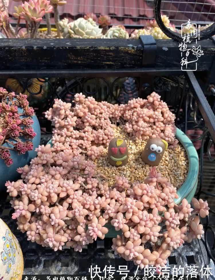 阳光露台多肉,天时地利人和!美肉知时节,当春乃发生!