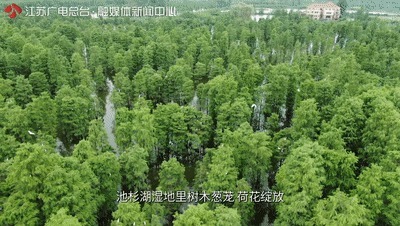 池杉林|一半灿烂嫣红，一半明媚鹅黄！万里挑一的睡莲冠军，这里都能看到