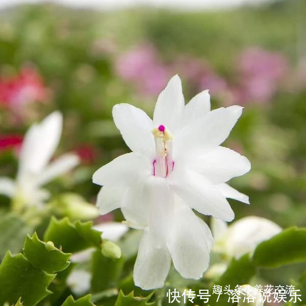 花盆|养盆栽蟹爪兰掌握10点就足够，看完就知道为啥叶子干瘪、不开花