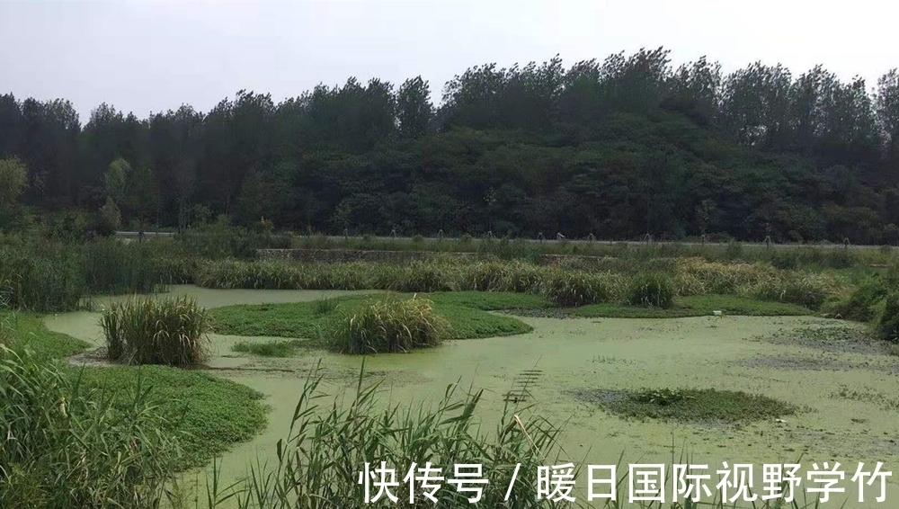 鲶鱼|盛夏“桩钓”黑鱼、鲶鱼技巧,越是简单的钓法,其实往往越是有效