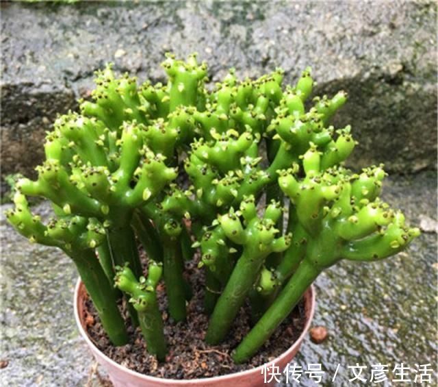 身体|卧室里万万别养这“2类花”，难怪身体会差，懂花的人都避开