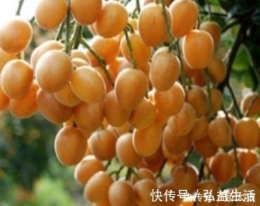 黄皮|止咳王被发现了,常吃此果,让你摆脱咳嗽烦恼