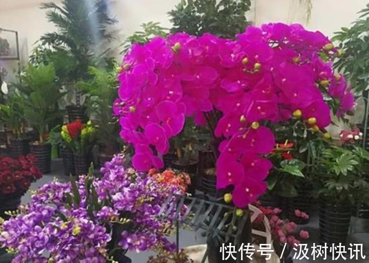 新手|3种鲜花花旺人不旺，家里养了赶紧搬出去，新手别忽视