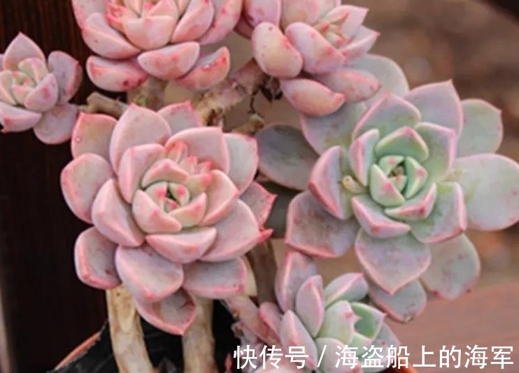 浇水|多肉中的美人胚子红粉佳人,掌握5个技巧,叶片变成多种色彩