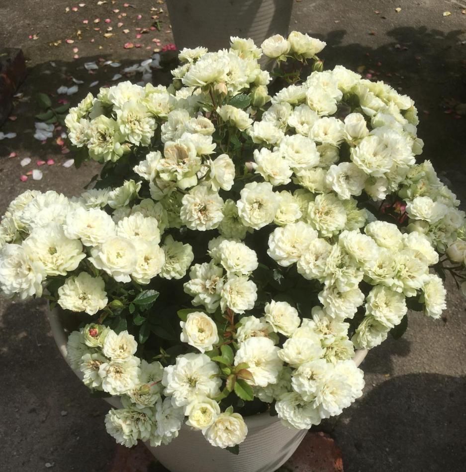 此盆栽植物号称开花机器，全年都开花，种植容易，室内也能种