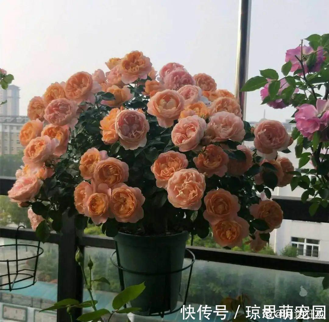 磷酸二氢钾|月季现在赶紧施肥，不然越长越差，上肥后月月开花