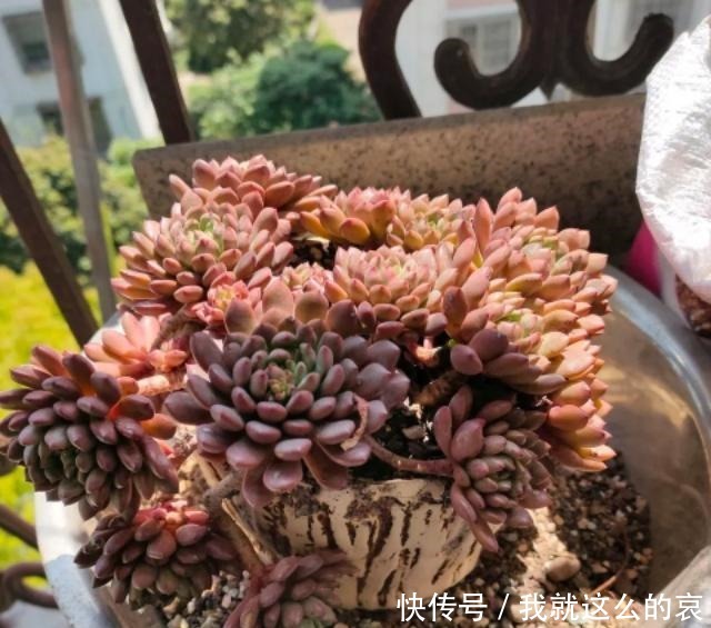 夏天养多肉,有2点容易被忽视,做好了个个长得胖,有精神!