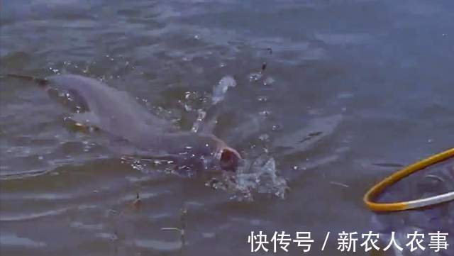 “钓王”邓刚伪装成新手,花260块钓走1000元鲢鳙,老板看到心痛