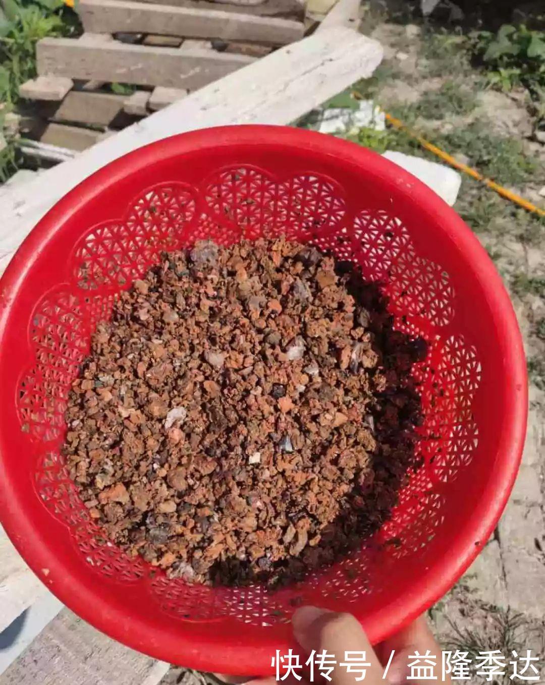 煤渣|家里吃剩的果皮，拿来养花嗖嗖长，不黄叶、开花多