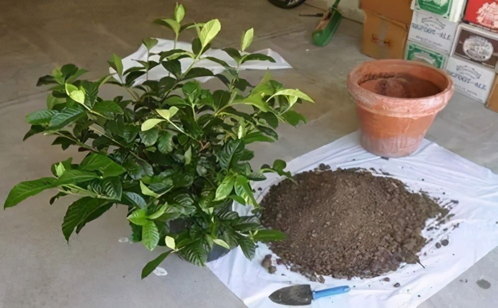 花卉|养花土里加四样,土壤疏松肥沃,花儿根系粗壮长得旺