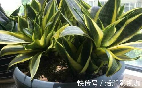 地方|家里2个地方,千万别养花,养了也搬走,可不能忽视!