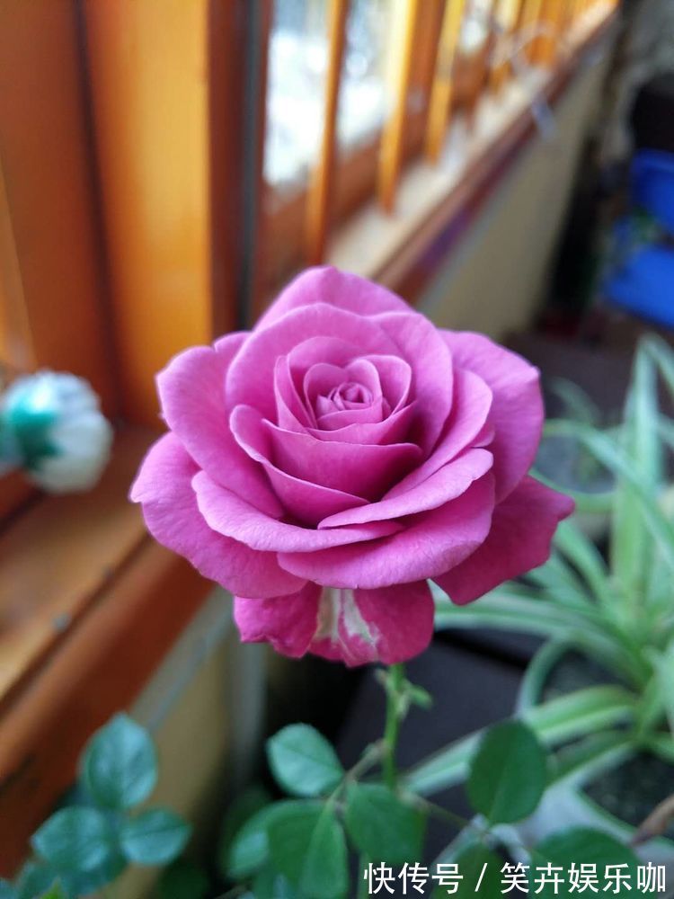 “精品月季”宠爱小姐,金蕊红衣,美轮美奂,可以说是养花首选