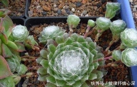 一种心情|好看又好养关键还便宜,一不小心就爆盆的多肉,新手入坑必选