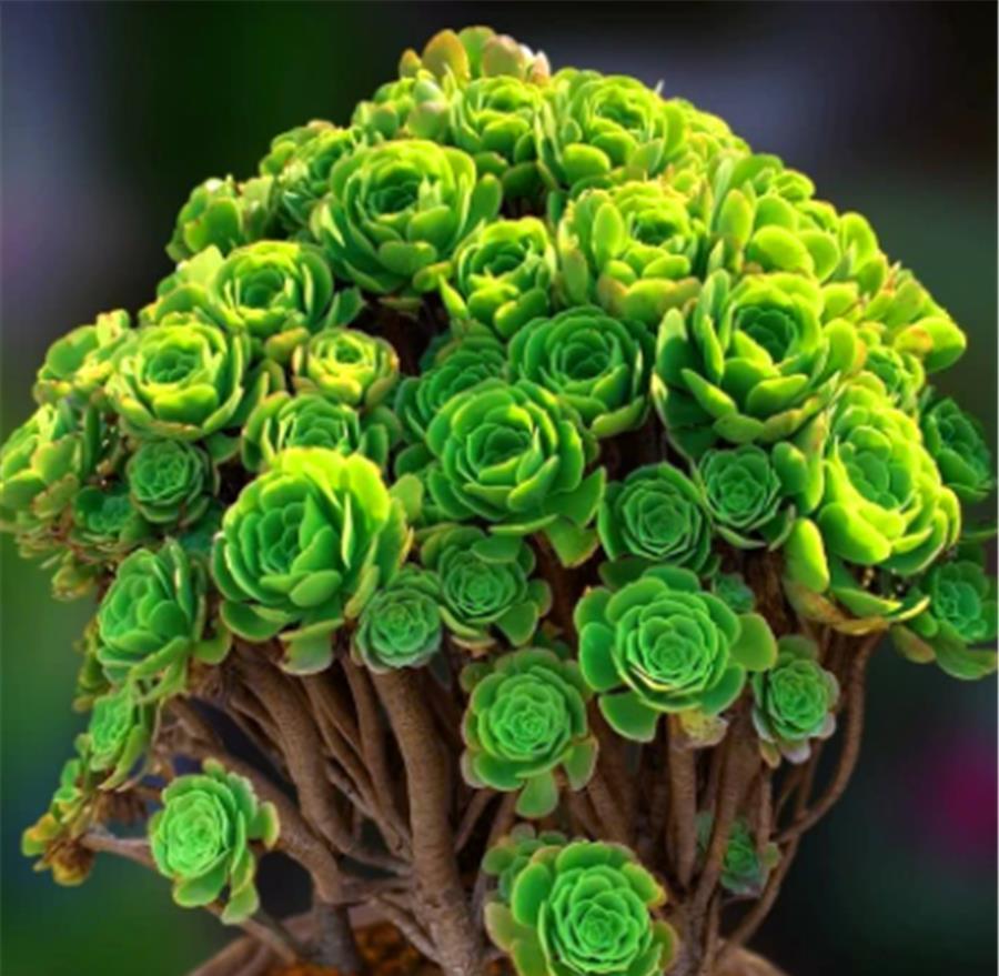 修剪|养了3年的多肉法师,狠心做了3件事,反而快速爆出一圈头