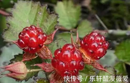 棠梨子|在農村很常見的8種野果，在農村長大的你，都吃過嗎