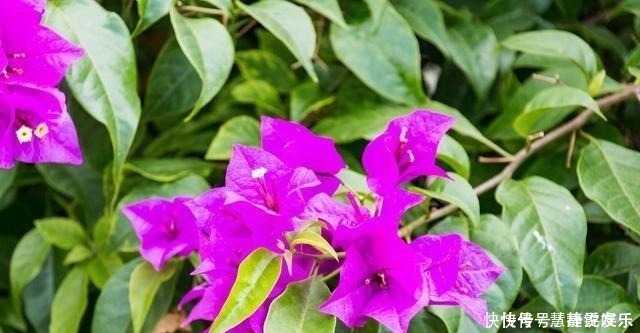 口味|三角梅口味重,爱喝这种水,花开不停歇,非常漂亮