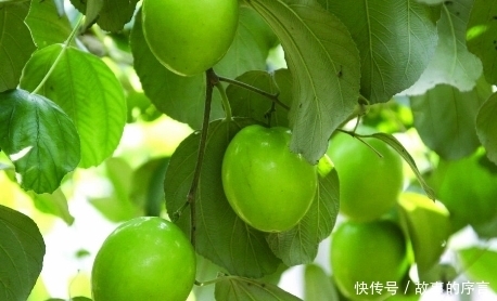  女性每天当零食吃一把，体内垃圾毒素没了，肠胃更健康，气色也好