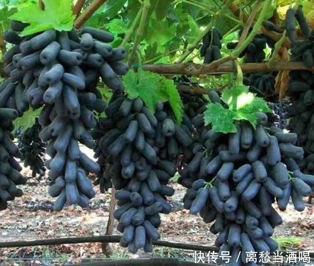 “我国最甜的水果”,沾土就活,院子里种2棵,年年都是大丰收