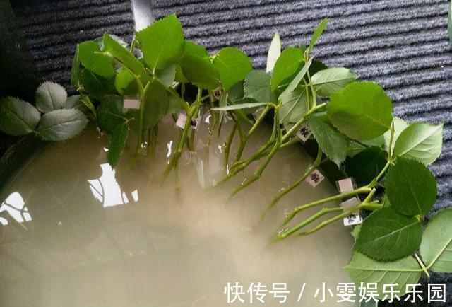 成活率|4种漂亮花,5月快扦插,20天生根,残枝别浪费