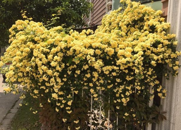 此花“我国第一香”,冰箱冻不死,开花240天不掉叶