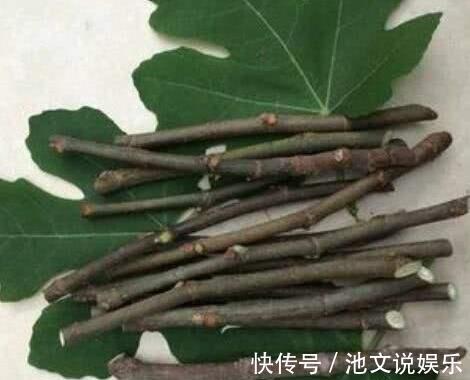 扦插|路边掰个枝,扦插一盆无花果,养在阳台,结果比“鸡蛋”还大