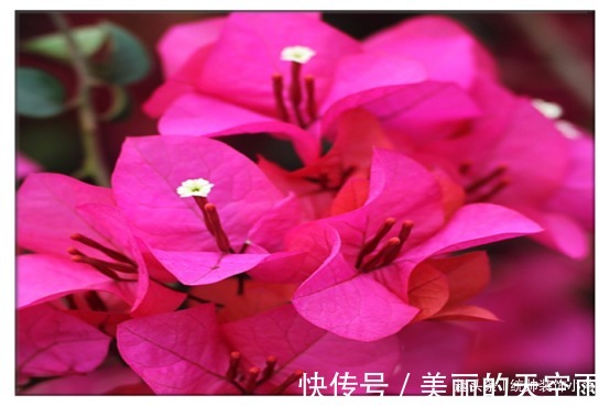 三角梅开花稀稀疏疏,教你2个小妙招,三角梅花开爆盆