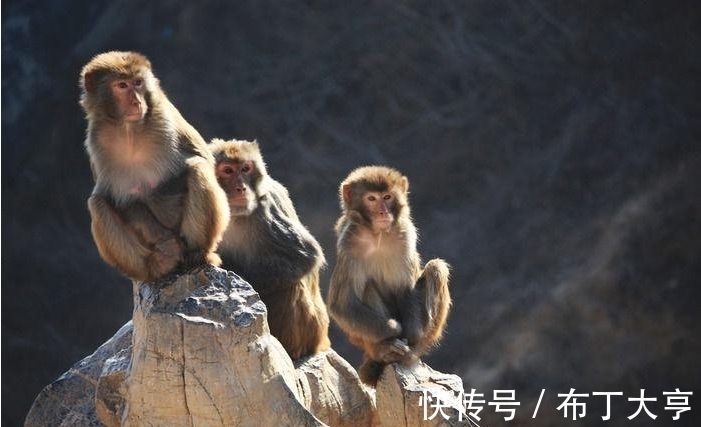 生肖|5天内赚钱如流水，3生肖将会有贵人指点，幸福伴身边