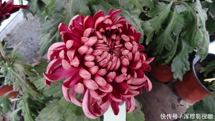 此款花懒人最爱养,沾点水就爆盆,花姿优美,花朵美艳迷人,超美