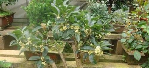 如何把桂花培育成老桩盆景学会嫁接、管理,身价翻倍不难