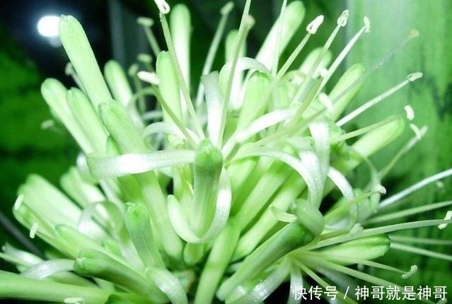 盆栽|公公用这种方法盆栽虎皮兰,年年都开花,而且也不用担心会烂根