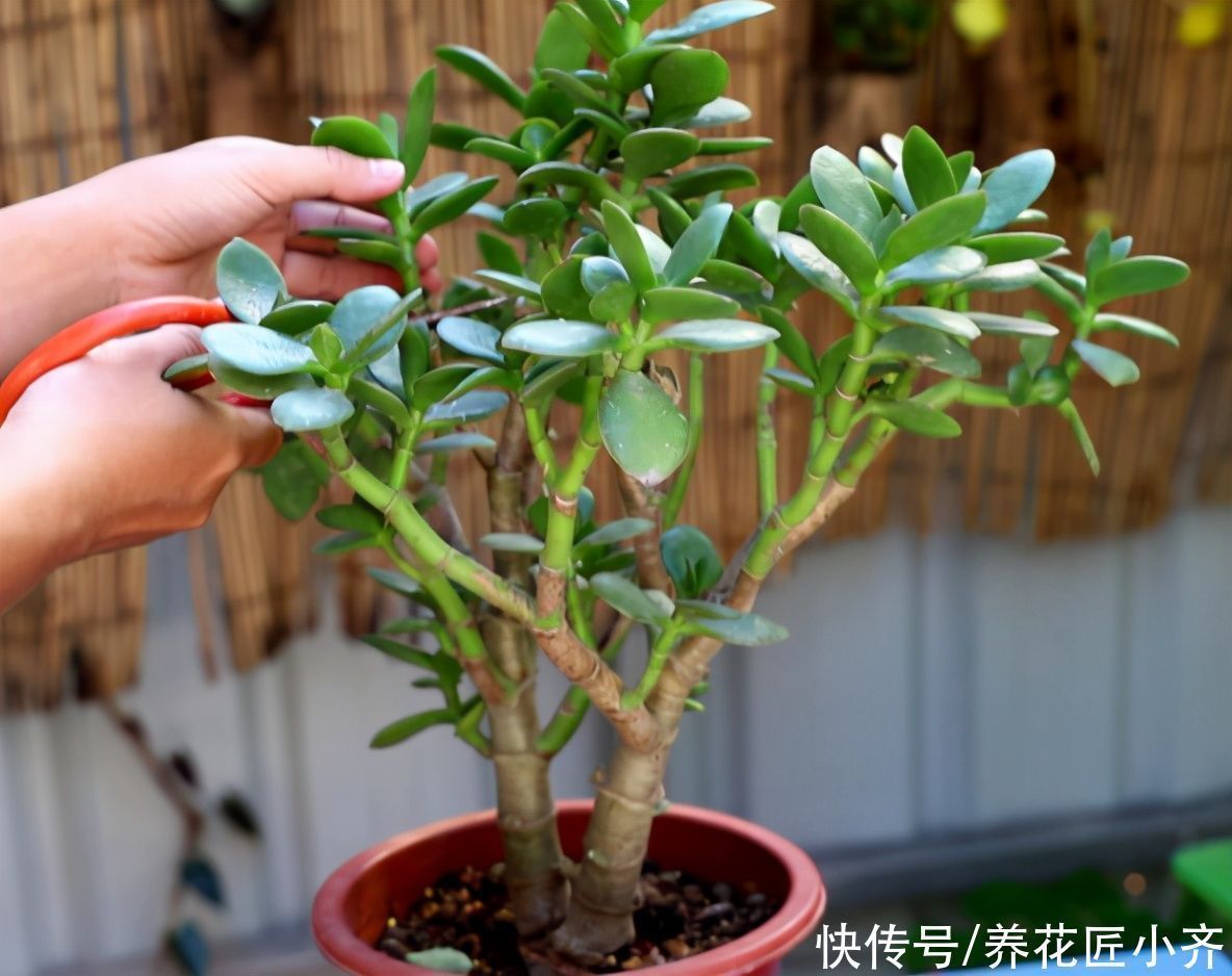 富贵竹|如果养着这7种花,温度高及时“打顶”,这样才能枝繁叶茂