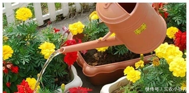 这是“天然”生根剂，路边捡一把，泡在水里，生根快速，浇花也旺